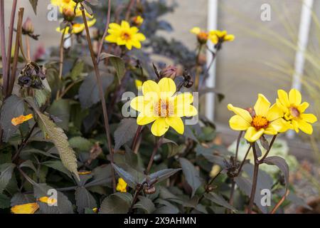 Dahlien-Anemonen-gelbe Blumen im Garten Stockfoto