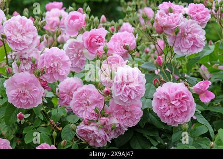 Rosafarbene englische Strauchrose, rosa harlow carr „Aushouse“ in Blüte. Stockfoto