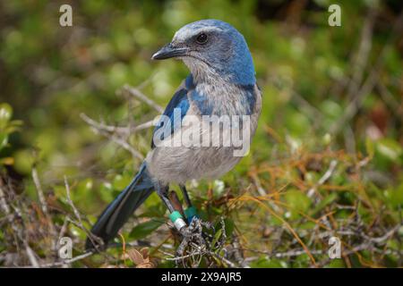 Florida Scrub-Jay sitzt auf einem Baumstamm Stockfoto
