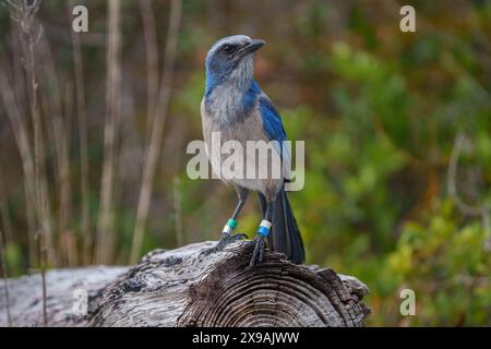Florida Scrub-Jay sitzt auf einem Baumstamm Stockfoto