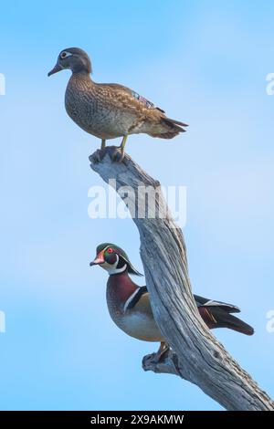 Holzenten auf einem toten Baum Stockfoto