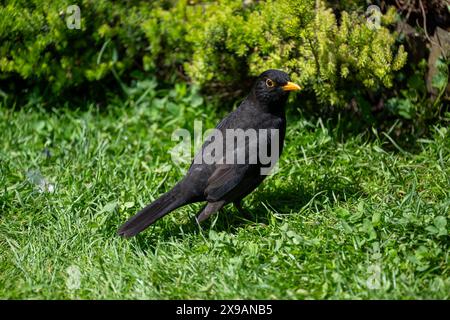 Schwarzvogel [Turdus merula] auf einem Gartenrasen bei hellem Sonnenschein. Stockfoto