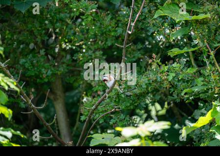 Goldfinch [Carduelis carduelis] ernährt sich im Frühjahr von Pflanzen und Sträuchern in einem Garten. Stockfoto