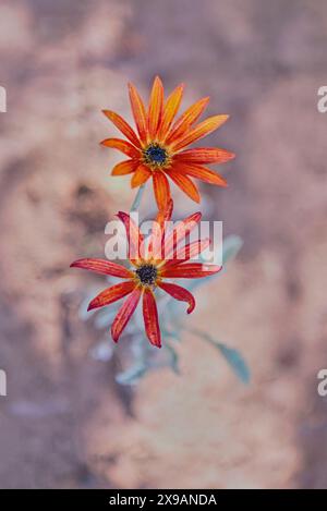 Afrikanische Daisy zeigt das knallrote und orange der Blütenblätter Stockfoto