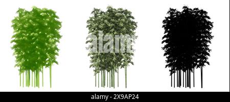 Set oder Sammlung von Bambusbäumen, gemalt, natürlich und als schwarze Silhouette auf weißem Hintergrund. Konzept oder konzeptionelle 3D Illustration für die Natur, e Stockfoto