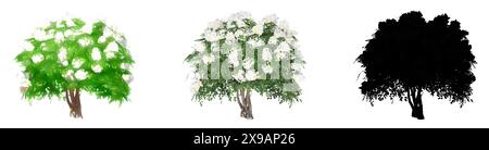 Set oder Sammlung von Crape Myrtle Bäume, gemalt, natürlich und als schwarze Silhouette auf weißem Hintergrund. Konzept oder konzeptionelle 3D Illustration für NAT Stockfoto