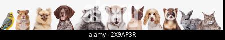 Collage aus verschiedenen niedlichen Tieren, Papagei, Hamster, Hunden, Waschbären, Kaninchen und Katze auf weißem Hintergrund Stockfoto
