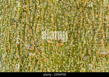 Oberflächenstruktur des Baumstamms von Rosenapfel, Wachs App;e, Java Apfel, Syzygium samarangense, Hintergrund. Stockfoto