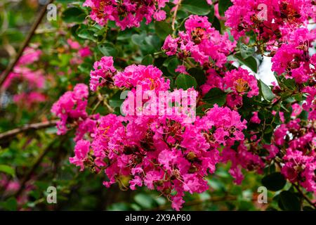 Nahaufnahme der wunderschönen rosafarbenen Largerstroemia indica, Crepe myrte, muang saa-ree in Thailand. Stockfoto