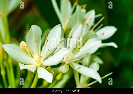 Nahansicht der wunderschönen blühenden weißen Blumen Brisbane Lilie, Weihnachtslilie, Proiphys amboinensis. Stockfoto