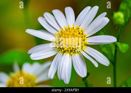 Nahaufnahme der blühenden einzelnen weißen Aster Blume, weiße Gesundheit Aster, Symphyotrichum ericoides im botanischen Garten. Stockfoto