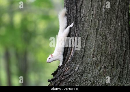 Ein graues Albino-Eichhörnchen an der Seite eines Baumes im Stadtpark von Olney, Illinois. Die Stadt ist bekannt für ihre Bevölkerung von weißen Eichhörnchen. Stockfoto