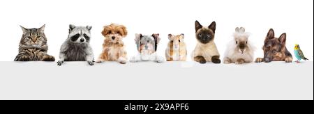 Collage. Katze, Hund, Waschbär, Hamster, Kaninchen, Papagei, Tiere isoliert auf weißem Hintergrund Stockfoto