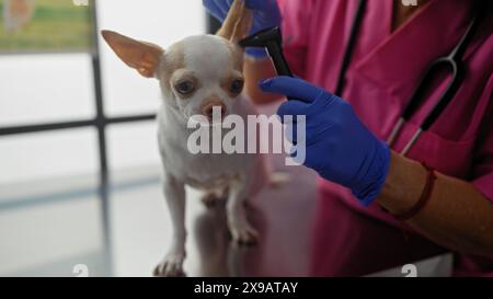 Eine Tierärztin mittleren Alters in einer Klinik untersucht das Ohr eines chihuahuas mit einem Otoskop und erfasst das Wesen der Tiergesundheit in einer professionellen se Stockfoto