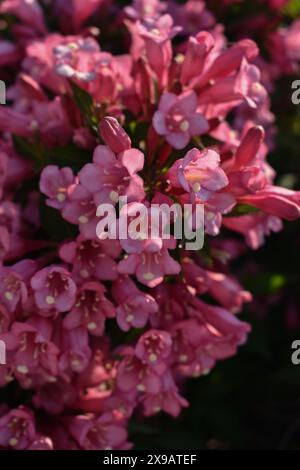 Rosa Wildblumen auf Mackinac Island Stockfoto