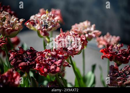 Nahaufnahme von welkenden bunten Tulpen im Garten, verblassten Blumen mit trockenen Blütenblättern Stockfoto