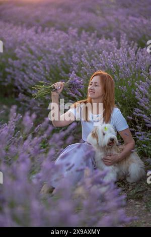 Eine Frau sitzt mit ihrem Hund auf einem Feld aus Lavendelblumen Stockfoto