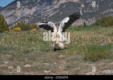 Ägyptische Geier (Neophron perenopterus), Paarungspaar Stockfoto