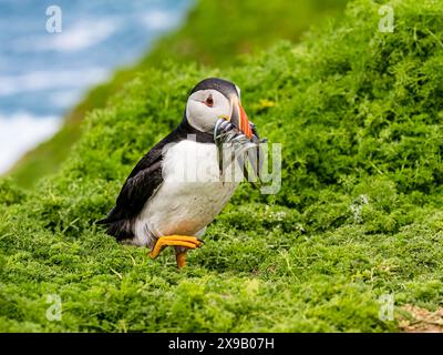 Skomer Island, Pembrokeshire, Wales, Großbritannien. 30. Mai 2024. Der Frühling auf Skomer und Tausende von Papageientauchern (Fratercula artica) haben sich in ihren Höhlen entlang der Klippen eingebettet. Einige dieser Nester haben Schlüpflinge im Inneren, und die Erwachsenen fliegen ins Meer, um Sandaale zu sammeln und sie zu holen, um ihre jungen Pufflinge zu füttern. Quelle: Phil Jones/Alamy Live News Stockfoto