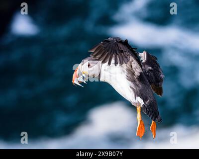 Skomer Island, Pembrokeshire, Wales, Großbritannien. 30. Mai 2024. Der Frühling auf Skomer und Tausende von Papageientauchern (Fratercula artica) haben sich in ihren Höhlen entlang der Klippen eingebettet. Einige dieser Nester haben Schlüpflinge im Inneren, und die Erwachsenen fliegen ins Meer, um Sandaale zu sammeln und sie zu holen, um ihre jungen Pufflinge zu füttern. Quelle: Phil Jones/Alamy Live News Stockfoto