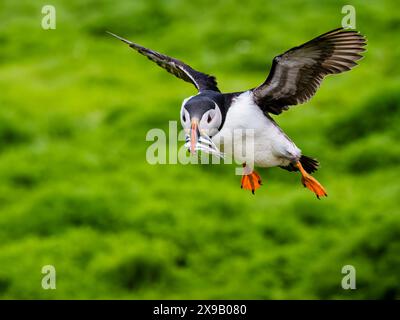 Skomer Island, Pembrokeshire, Wales, Großbritannien. 30. Mai 2024. Der Frühling auf Skomer und Tausende von Papageientauchern (Fratercula artica) haben sich in ihren Höhlen entlang der Klippen eingebettet. Einige dieser Nester haben Schlüpflinge im Inneren, und die Erwachsenen fliegen ins Meer, um Sandaale zu sammeln und sie zu holen, um ihre jungen Pufflinge zu füttern. Quelle: Phil Jones/Alamy Live News Stockfoto