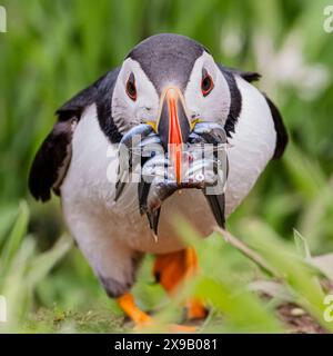 Skomer Island, Pembrokeshire, Wales, Großbritannien. 30. Mai 2024. Der Frühling auf Skomer und Tausende von Papageientauchern (Fratercula artica) haben sich in ihren Höhlen entlang der Klippen eingebettet. Einige dieser Nester haben Schlüpflinge im Inneren, und die Erwachsenen fliegen ins Meer, um Sandaale zu sammeln und sie zu holen, um ihre jungen Pufflinge zu füttern. Quelle: Phil Jones/Alamy Live News Stockfoto