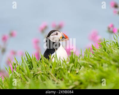 Skomer Island, Pembrokeshire, Wales, Großbritannien. 30. Mai 2024. Der Frühling auf Skomer und Tausende von Papageientauchern (Fratercula artica) haben sich in ihren Höhlen entlang der Klippen eingebettet. Einige dieser Nester haben Schlüpflinge im Inneren, und die Erwachsenen fliegen ins Meer, um Sandaale zu sammeln und sie zu holen, um ihre jungen Pufflinge zu füttern. Quelle: Phil Jones/Alamy Live News Stockfoto