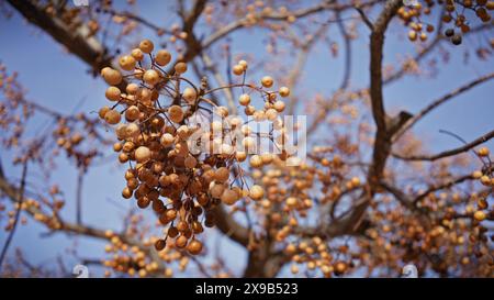 Eine Nahaufnahme der goldenen melia-Azedarachbeeren auf einem Baum im Frühling, mit einem klaren blauen Himmel im Hintergrund. Stockfoto