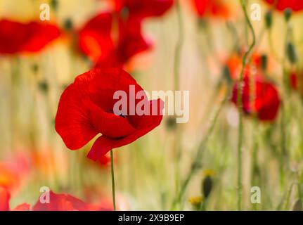 Ein singulärer Mohn mit anderen verschwommenen im Hintergrund Stockfoto
