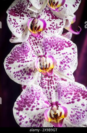 Orchideen aus rosa und weißem Mond Stockfoto