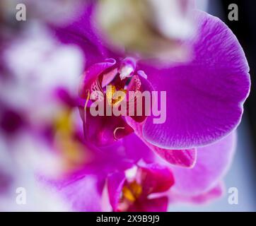 Orchideen aus rosa und weißem Mond Stockfoto