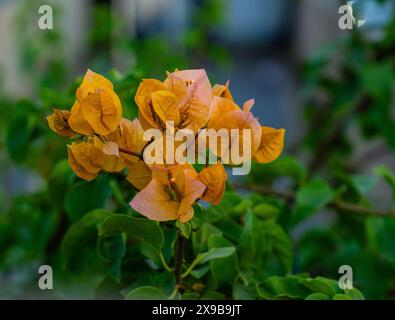 Orangefarbene Papierblume Stockfoto