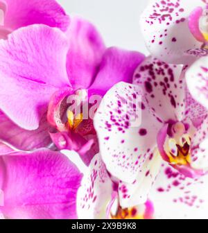 Orchideen aus rosa und weißem Mond Stockfoto