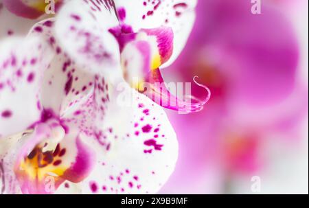 Orchideen aus rosa und weißem Mond Stockfoto