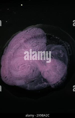 Leuchtendes Blau- und Rosa-Öl wirbelt anmutig vor einem kräftigen schwarzen Hintergrund und zeigt seine einzigartigen Farben und Bewegungen. Stockfoto