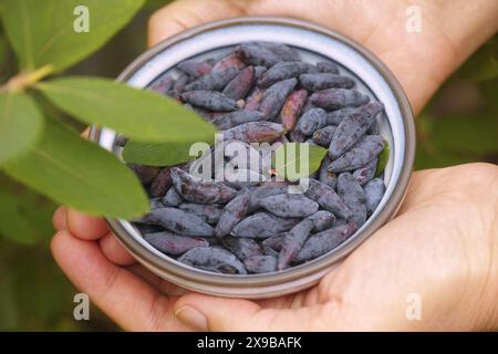 Eine Frau, die eine Schüssel frisch geernteter Honigsaugbeeren in der Hand hält. Schließen. Stockfoto