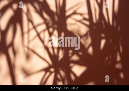 Abstrakter Hintergrund in Pfirsichfarbe mit verschwommenen Schatten von Blättern Stockfoto