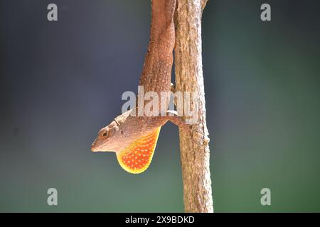 Eine Anol-Eidechse klammert sich kopfüber an einen Hibiskuszweig, während die Sonne durch den Kopf und die Taufe blickt. Stockfoto