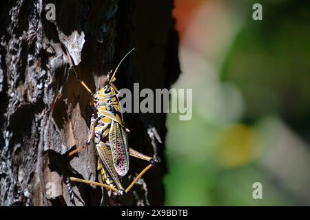 Eine Nahaufnahme eines östlichen Heuschrecken auf der rechten Seite eines Kiefernstammes, wobei das Sonnenlicht seine Farben verstärkt. Stockfoto