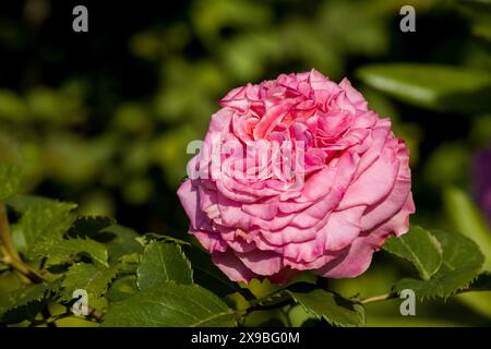 Eine große, kräftige Rosenblüte vor einem verschwommenen Hintergrund Stockfoto