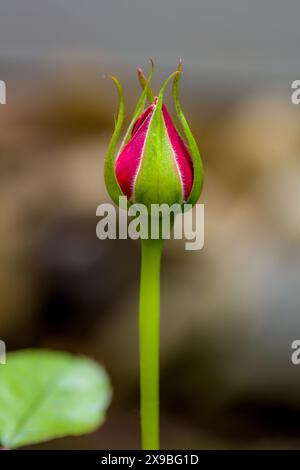 Eine rote Rose, deren Knospe vor einem unscharfen Hintergrund noch nicht vollständig geöffnet ist Stockfoto