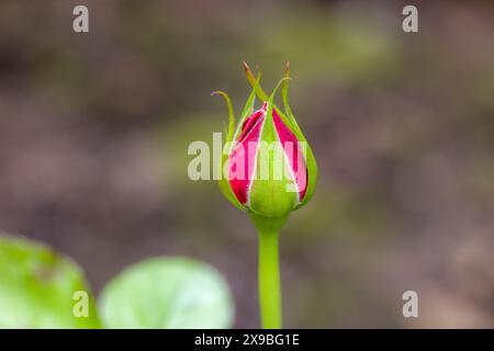 Eine rote Rose, deren Knospe vor einem unscharfen Hintergrund noch nicht vollständig geöffnet ist Stockfoto