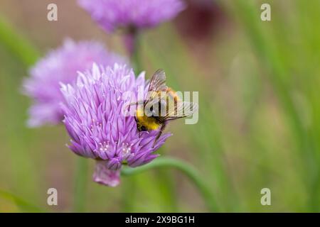 Eine Karderbiene auf der Suche nach Nektar an einer rosa Blume des gemeinen Schnittlauchs Stockfoto