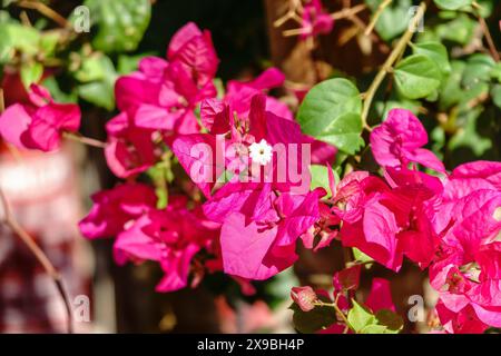 Bougainvillea, Papierblume Bougainvillea hybrida weicher Fokus mit unscharfem Hintergrund. Exotische, schöne kleine lila Bougainvillea Blume. Stockfoto