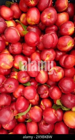 Hintergrund heller und reifer Nektarinen im Vollbild. Exotische Südfrüchte. Das Konzept der Ernte. Stockfoto