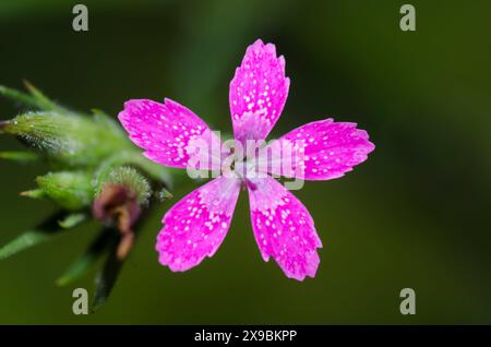 Deptford Pink, Dianthus armeria Stockfoto