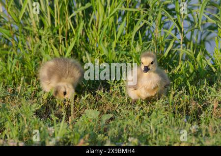 Kanadische Gans, Branta canadensis, Schwalbenfütterung Stockfoto