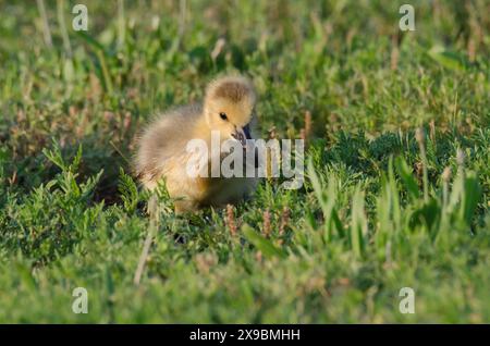 Kanadische Gans, Branta canadensis, Gosling-Fütterung Stockfoto