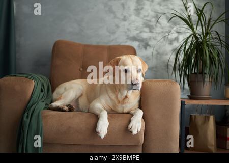 Besinnlicher Hund auf der Couch, häusliche Atmosphäre. Ein nachdenklicher gelber Labrador liegt auf einem beigefarbenen Sofa und blickt aus einem Fenster in einem gut beleuchteten Wohnbereich Stockfoto