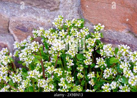 Scurvygrass, möglicherweise englisches Scurvygrass (cochlearia anglica), Nahaufnahme einer Masse der weißen blühenden Pflanze, die an einer Steinmauer wächst. Stockfoto